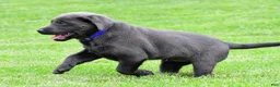 Labrador Retriever dogs for sale: Reno - Ad 13
