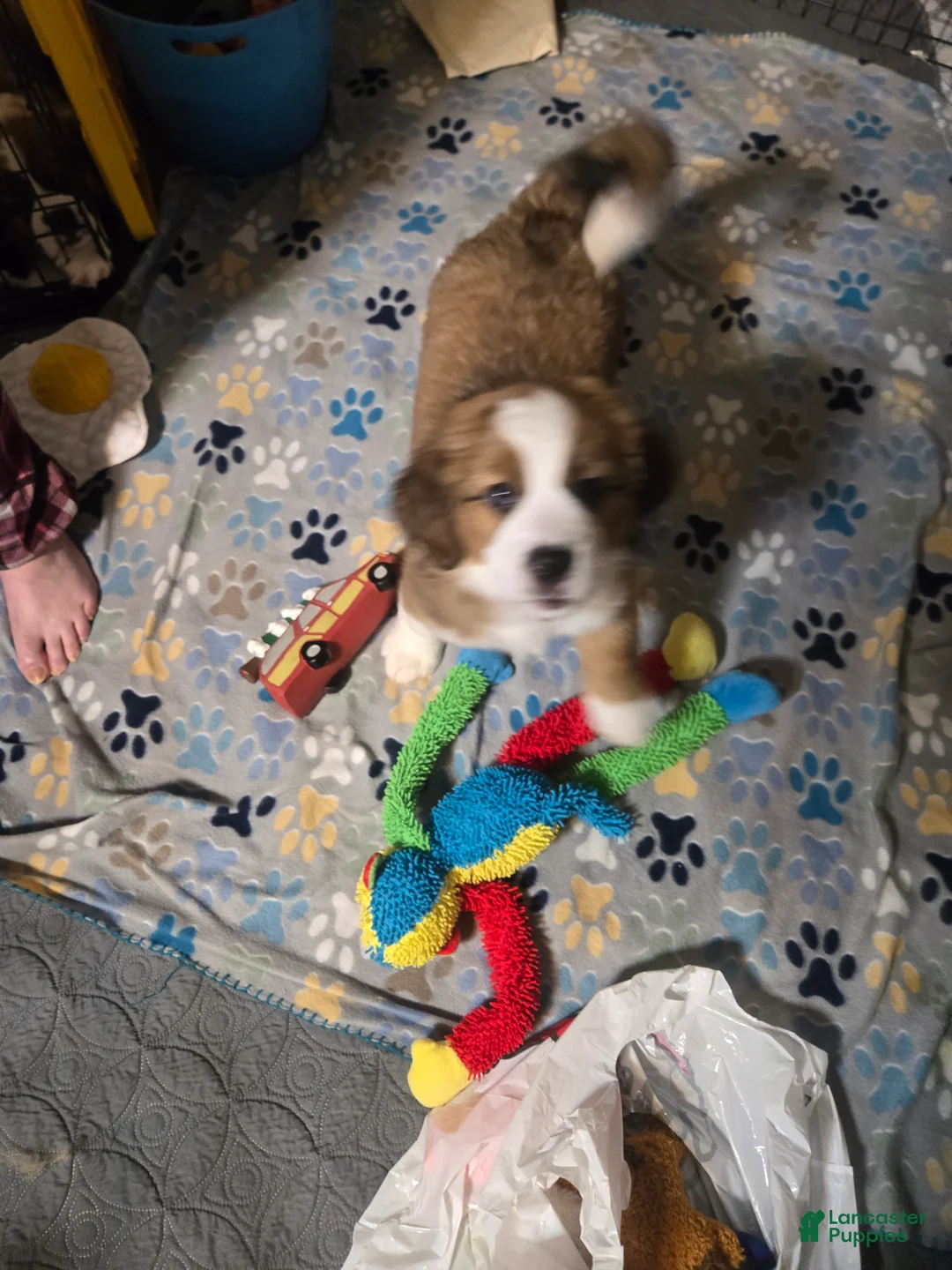 Mixed Breed dogs for sale: Princess - Ad 25