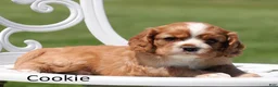 Cockalier dogs for sale: Cookie - Ad 3