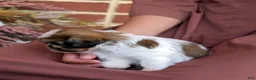 Shih Tzu dogs for sale: Biscuit - Ad 5