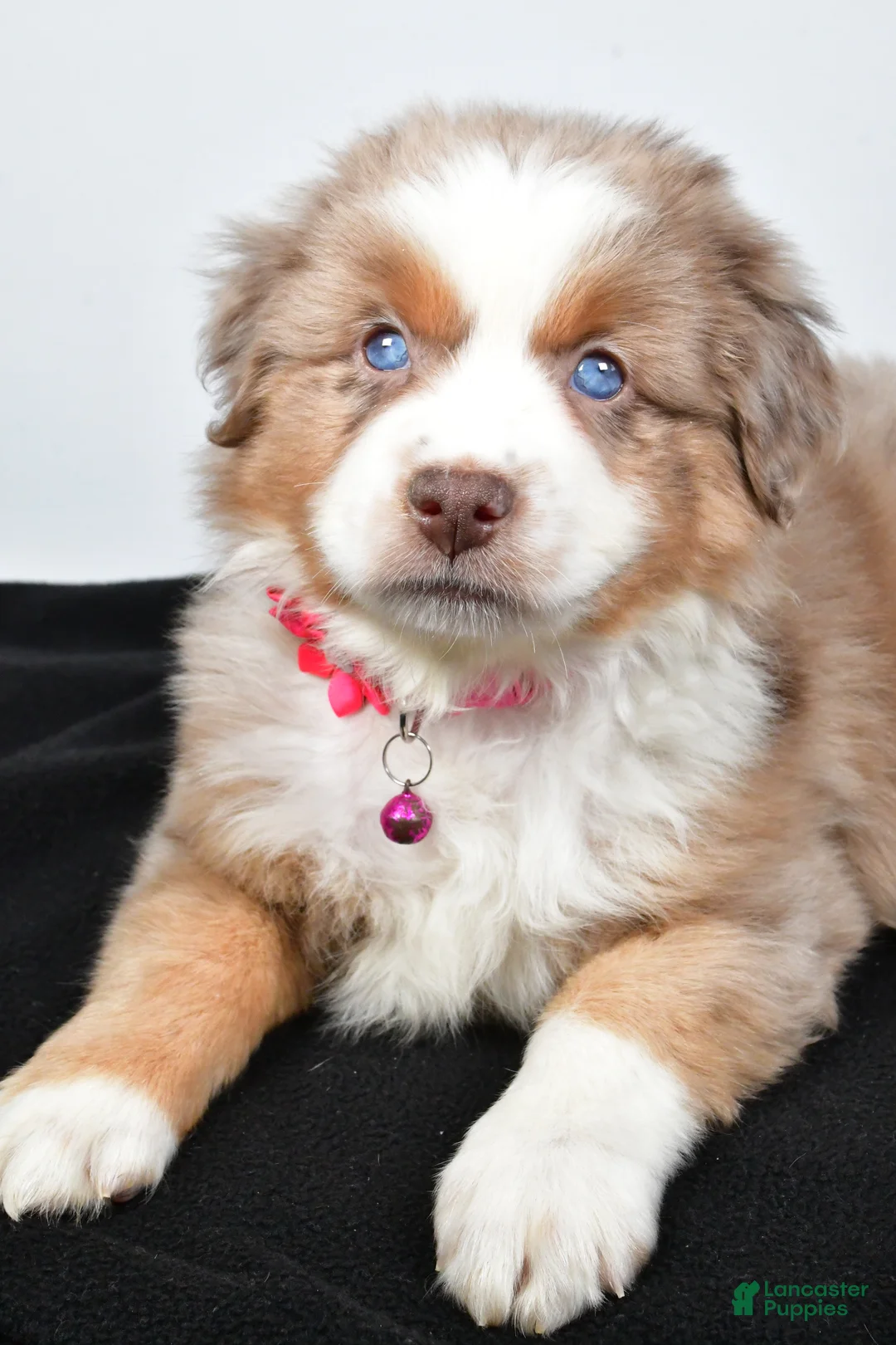 Miniature Australian Shepherd dogs for sale: River - Ad 4