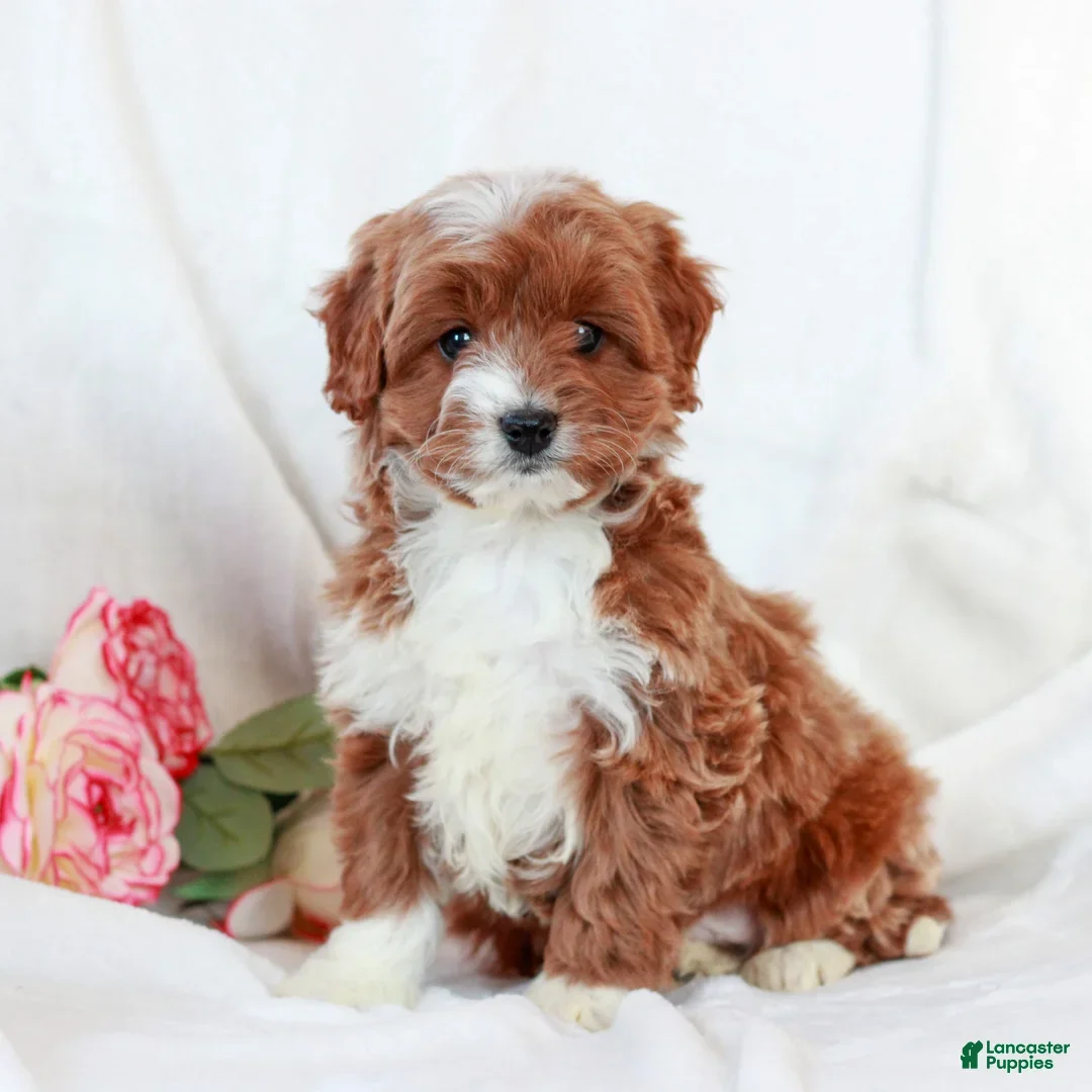Cavapoo dogs for sale: Lucas - Ad 3