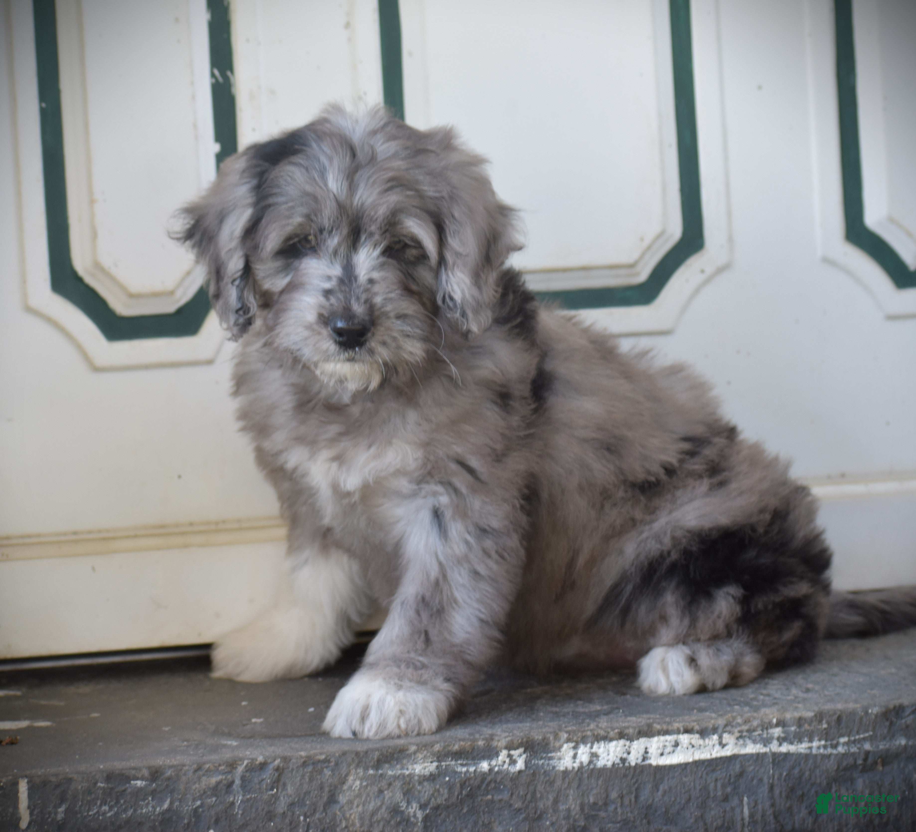 Mini Goldendoodle dogs for sale: Harmony - Ad 1