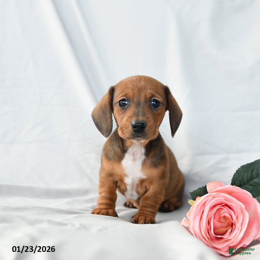 Miniature Dachshund dogs Molly - Ad 25