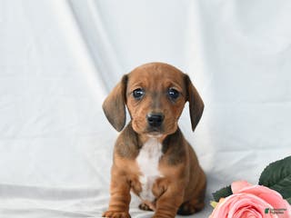 Miniature Dachshund dogs Molly - Ad 25