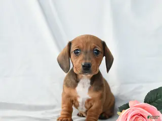 Miniature Dachshund dogs Molly - Ad 36