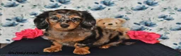 Miniature Dachshund dogs for sale: Sparky - Ad 2