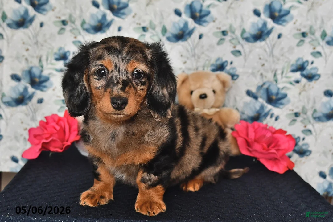 Miniature Dachshund dogs for sale: Sparky - Ad 2