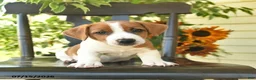 Jack Russell Terrier dogs for sale: Buddy - Ad 3
