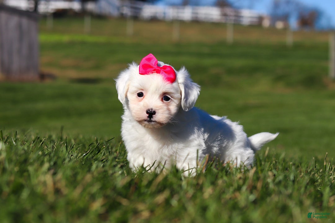 Shihpoo dogs for sale: Lily - Ad 8