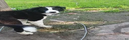 Mixed Breed dogs for sale: Sami - Ad 1