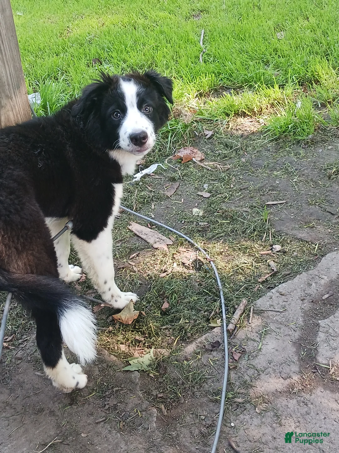 Mixed Breed dogs for sale: Sami - Ad 1