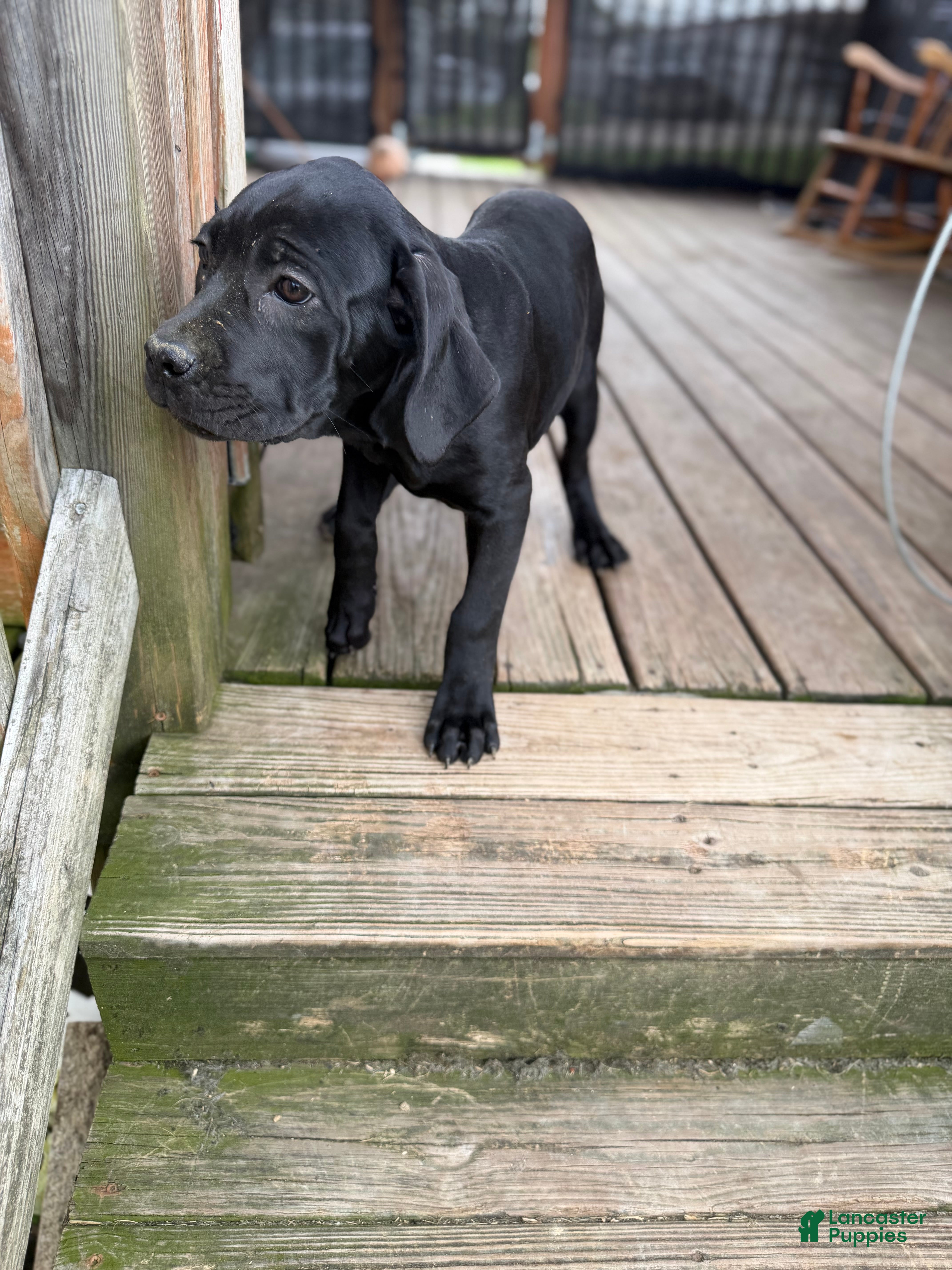 Cane Corso dogs Bubblegum - Ad 1