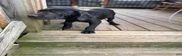 Cane Corso dogs for sale: Bubblegum - Ad 1