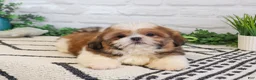 Shih Tzu dogs for sale: Fox  - Ad 4