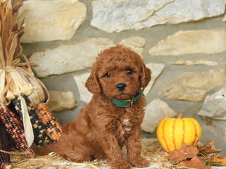 Miniature Labradoodle dogs - Ad 23
