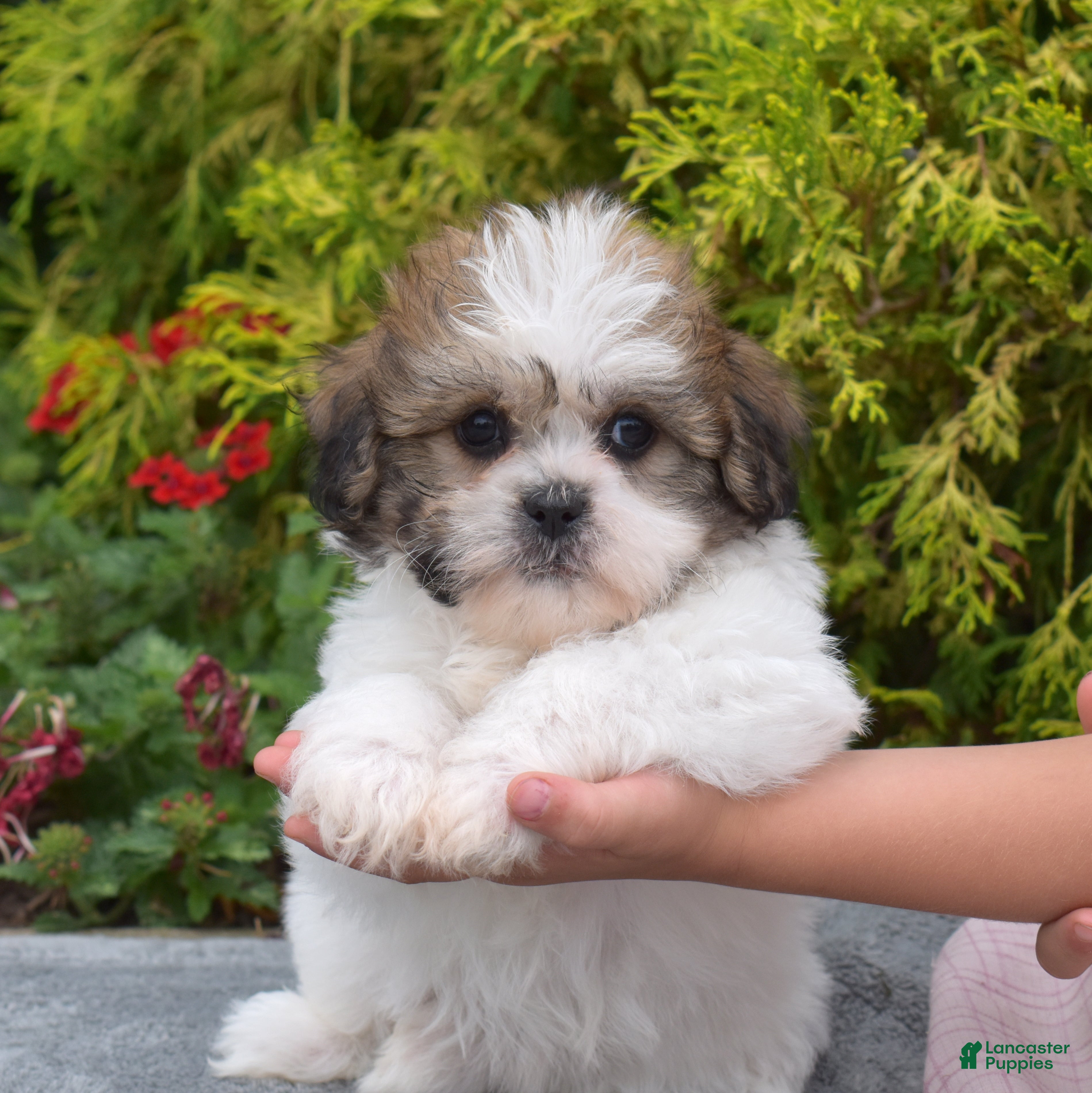 Teddy Bear dogs Cherry - Ad 1