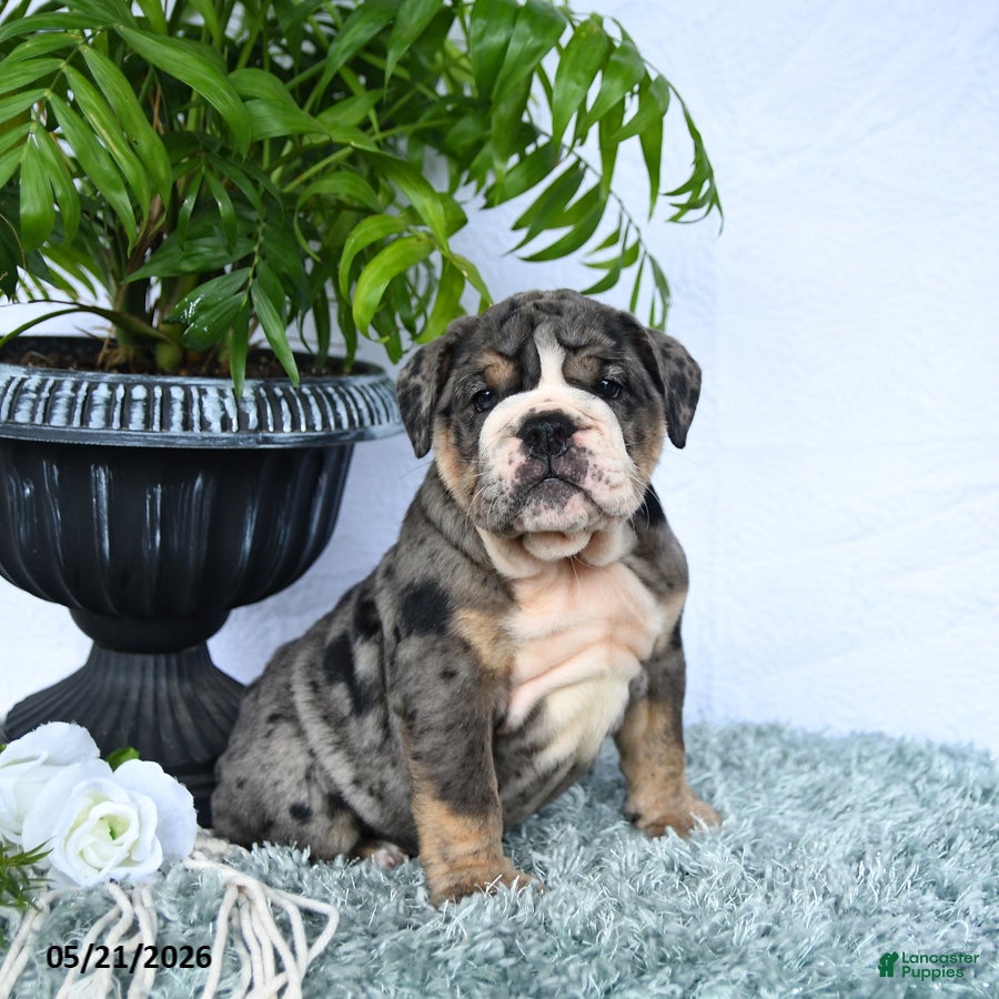 English Bulldog dogs Sera - Ad 1