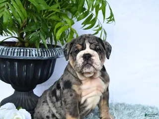 English Bulldog dogs for sale: Sera - Ad 1