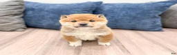 Shiba Inu dogs for sale: Kingsley - Ad 1