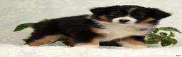 Miniature Australian Shepherd dogs for sale: Sasha - Ad 7