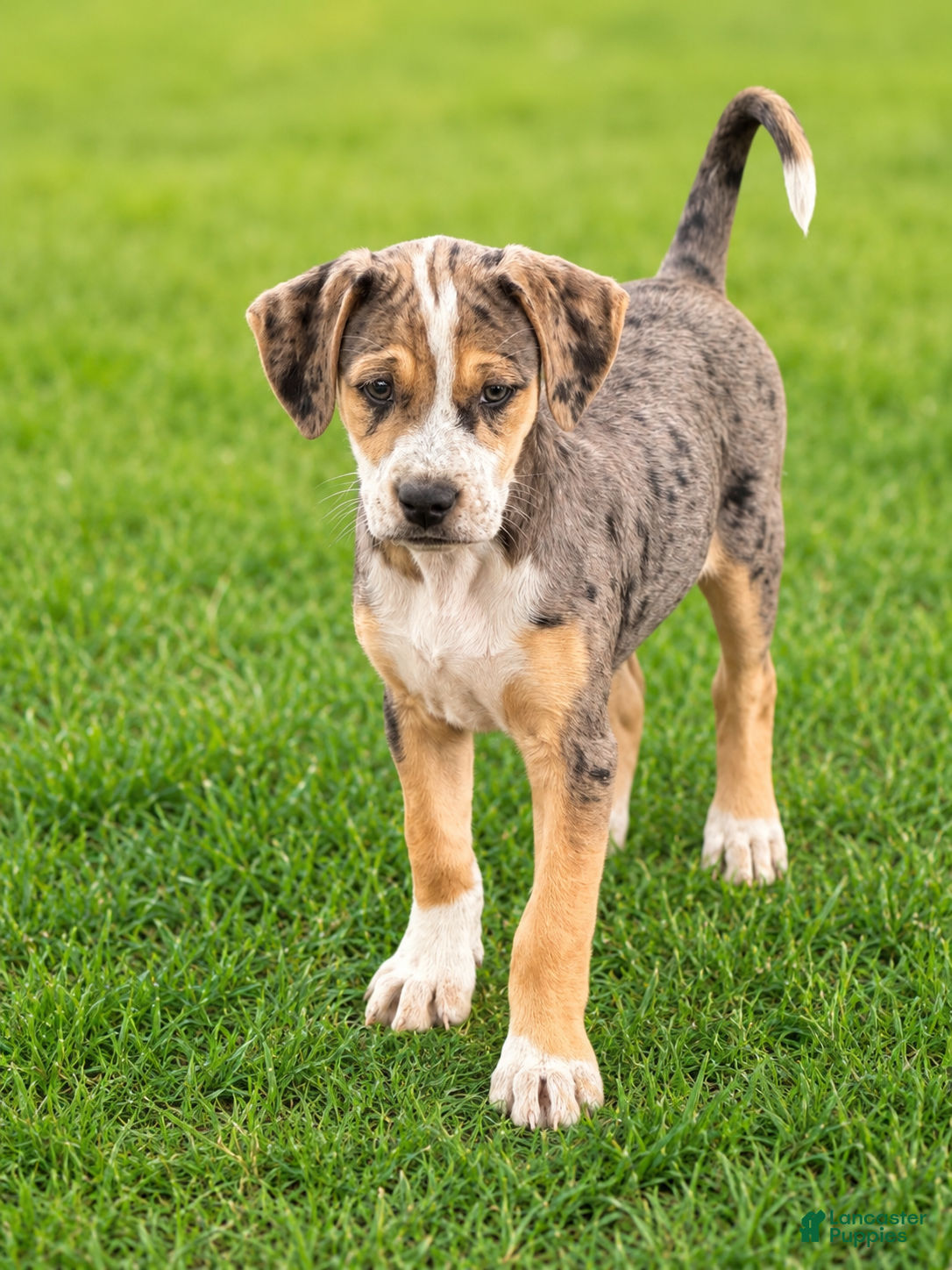 Mixed Breed dogs for sale: Betty - Ad 4