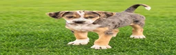 Mixed Breed dogs for sale: Betty - Ad 1