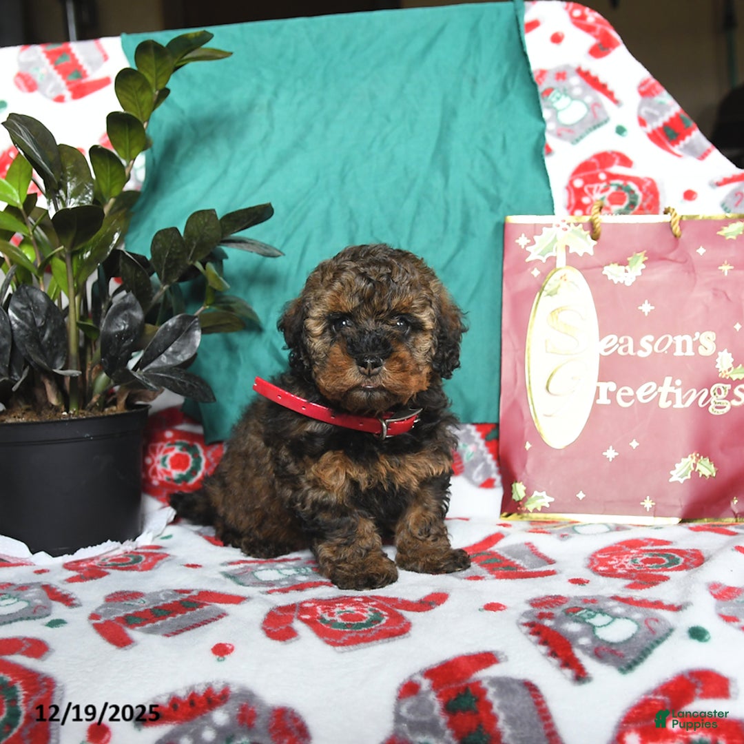 Cavapoo dogs for sale: Reese - Ad 2