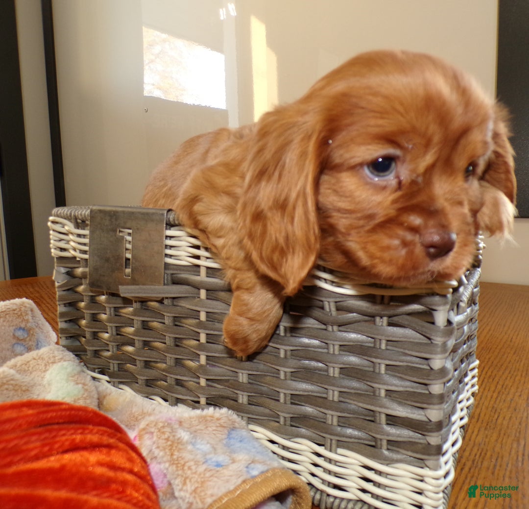 Cavalier King Charles Spaniel dogs for sale: Cavalier King Charles Spaniel Puppy 1 - Ad 2