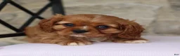 Cavalier King Charles Spaniel dogs for sale: Harley - Ad 3