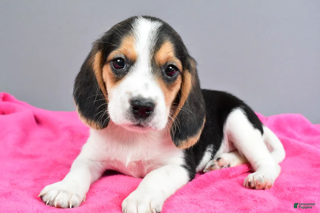 Beagle dogs for sale: Darling - Ad 1