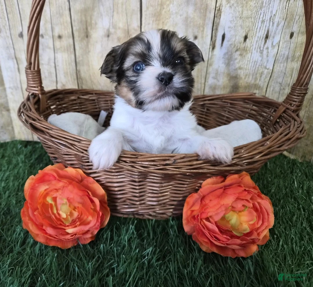 Shorkie dogs for sale: Bronco - Ad 3