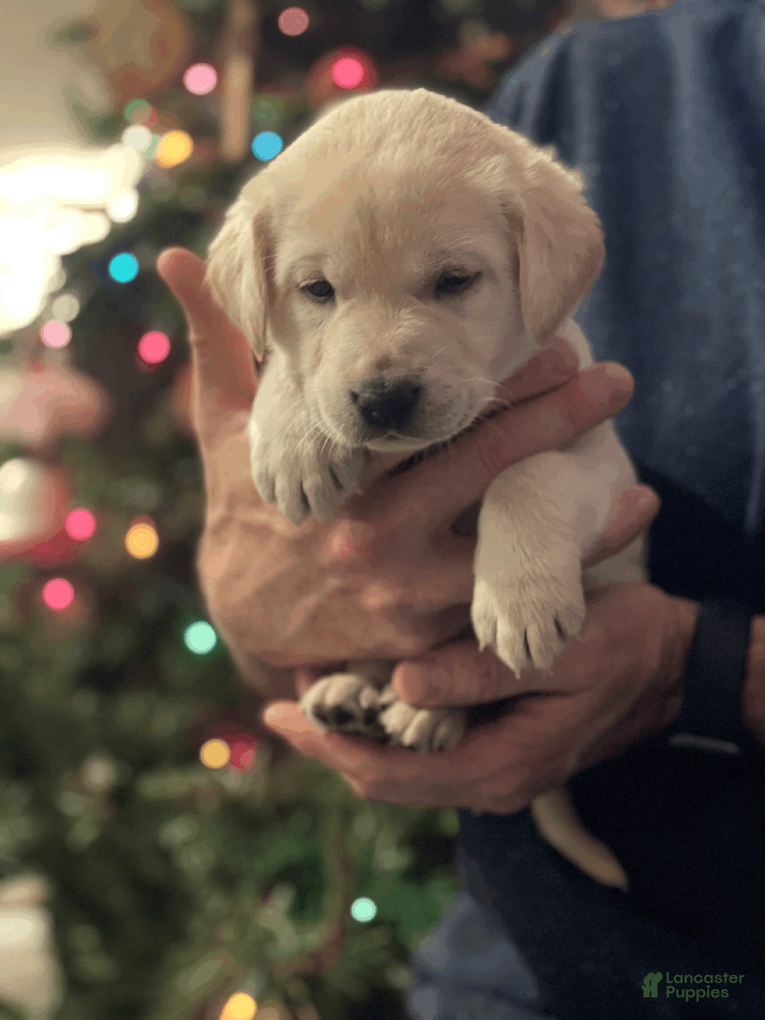 Labrador Retriever dogs for sale: Algonquin-red collar - Ad 13