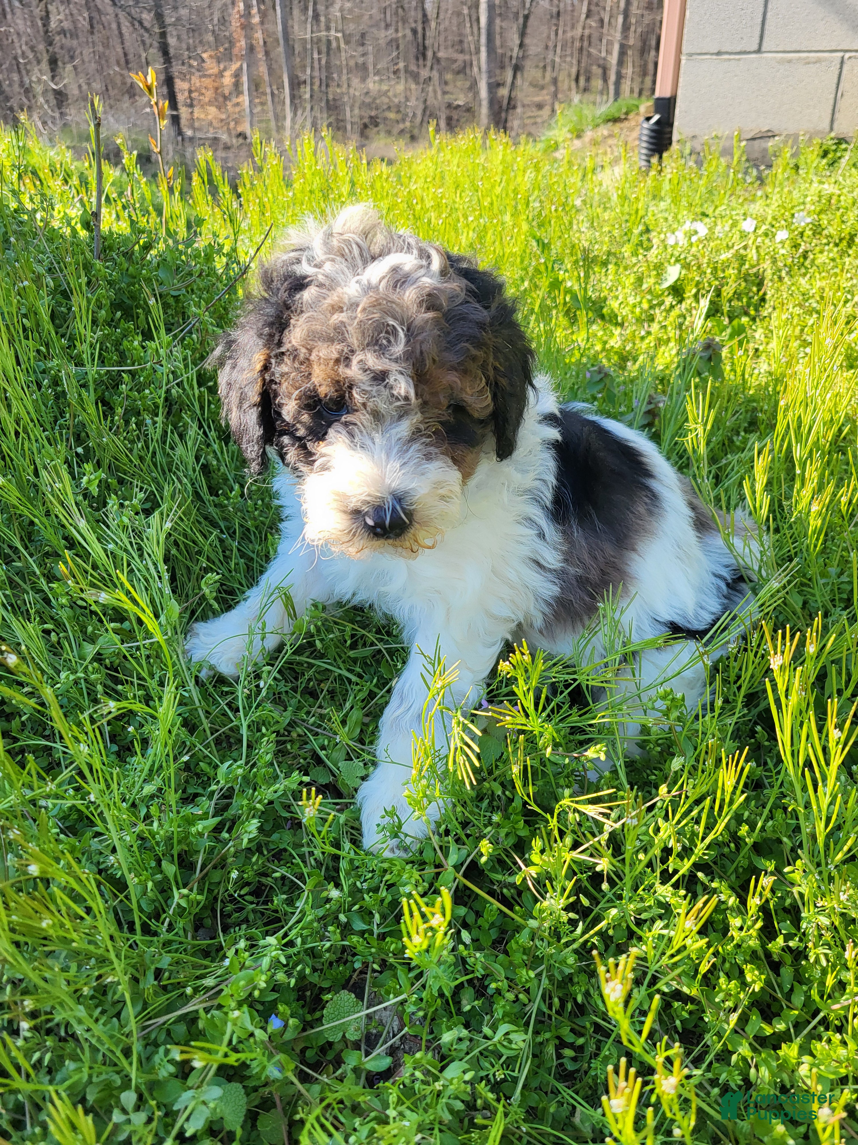 Miniature Poodle dogs Benji - Ad 1