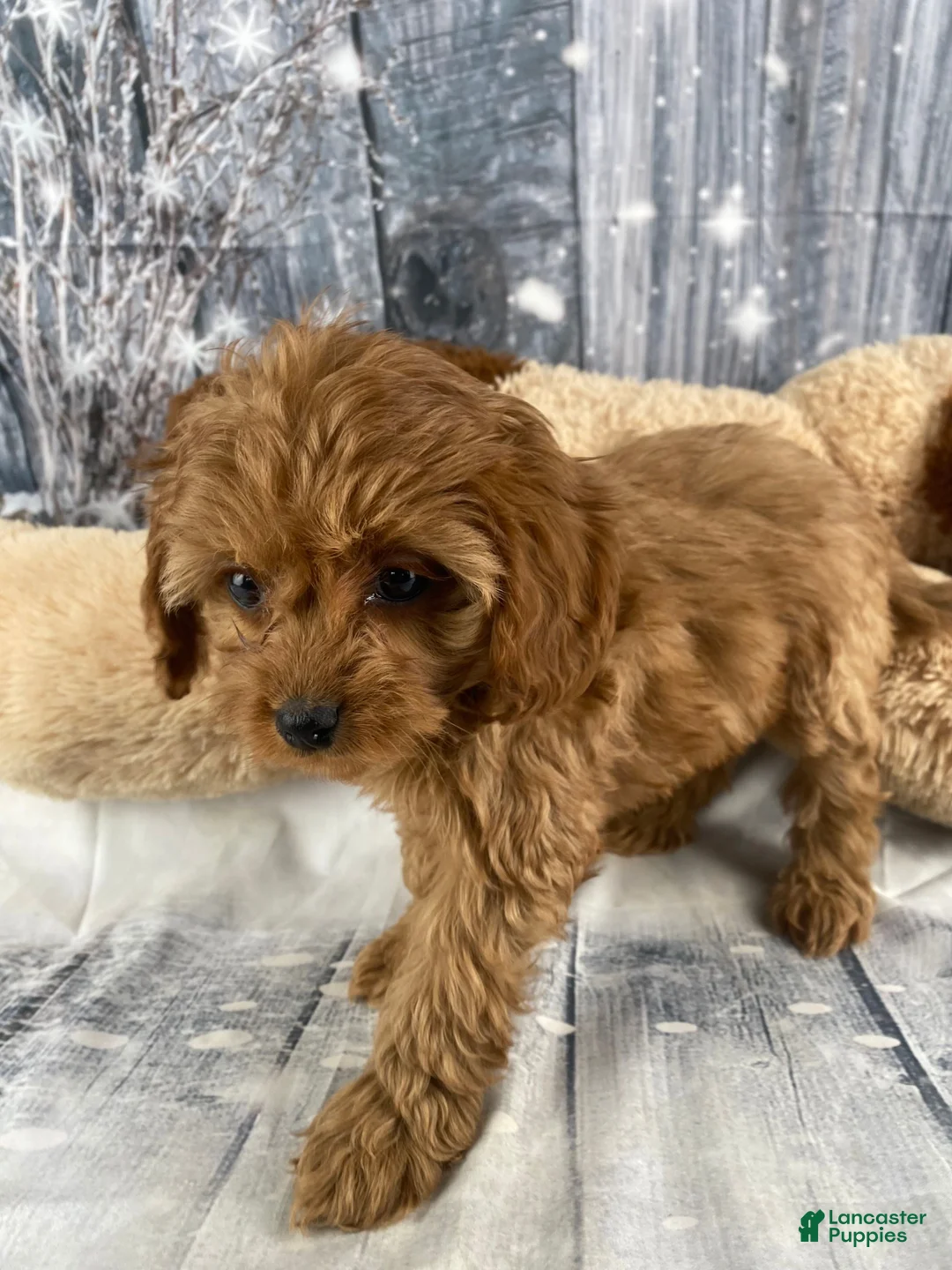 Cavapoo dogs for sale: Pearl - Ad 2