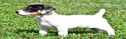 Jack Russell Terrier dogs for sale: Jasper - Ad 5