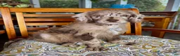 Labradoodle dogs for sale: Chip - Ad 2