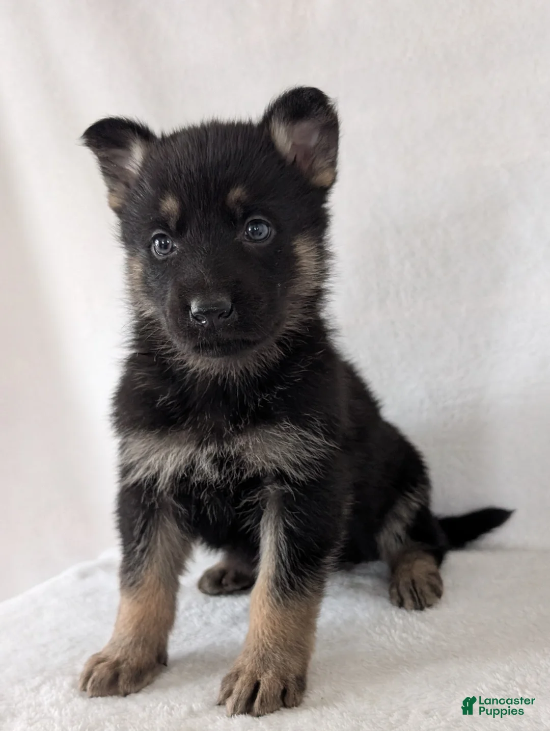 German Shepherd dogs for sale: Issie - Ad 5