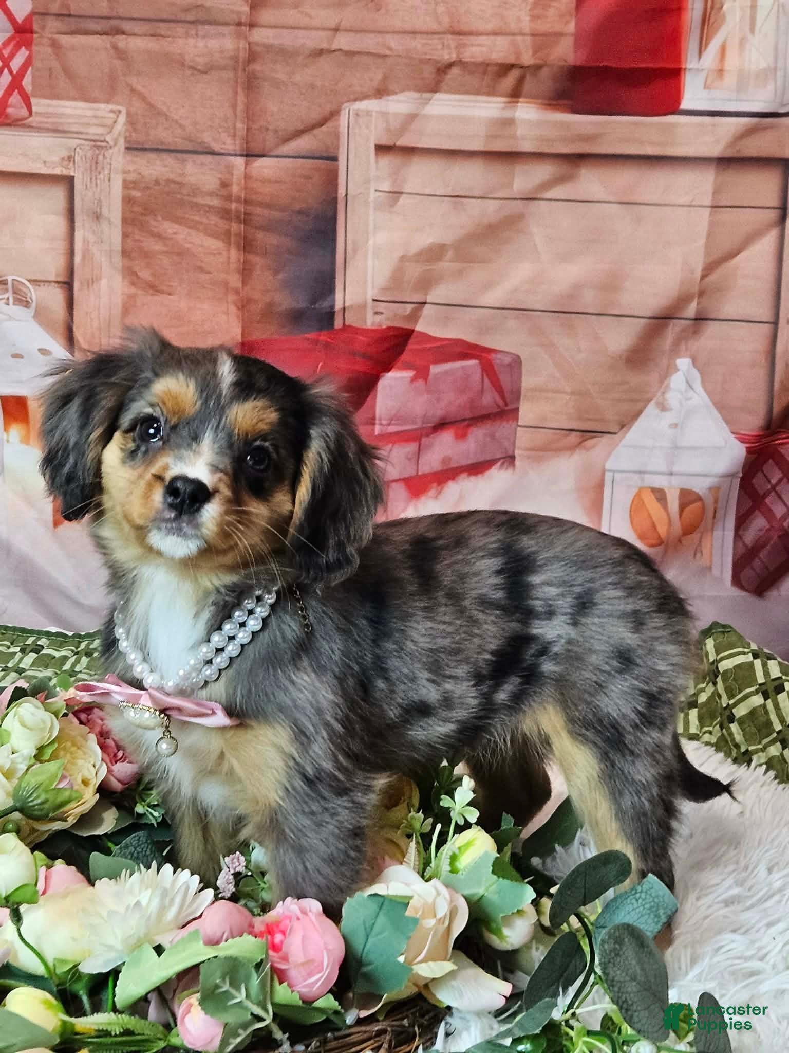 Miniature Bernese Mountain Dog dogs Rare super tiny princess  - Ad 2