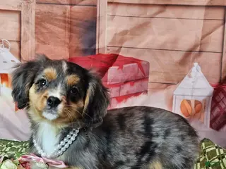 Miniature Bernese Mountain Dog dogs Rare super tiny princess - Ad 7