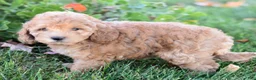 Bichpoo dogs for sale: Charlie - Ad 4