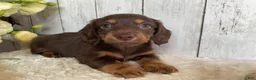 Miniature Dachshund dogs for sale: Connie - Ad 6