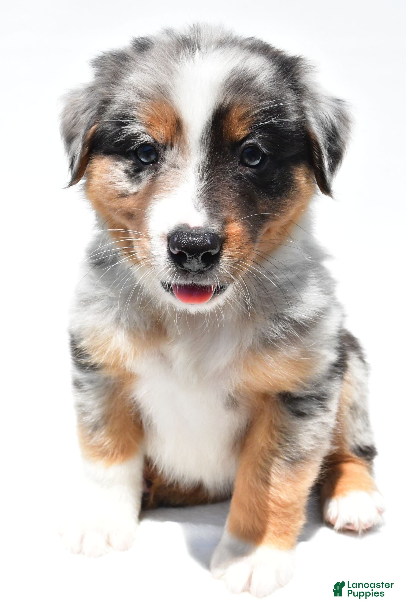 Australian Shepherd dogs Bouncer - Ad 1