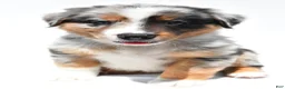 Australian Shepherd dogs for sale: Bouncer - Ad 1