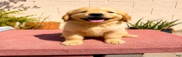 Golden Retriever dogs for sale: Golden Retriever 3 - Ad 1