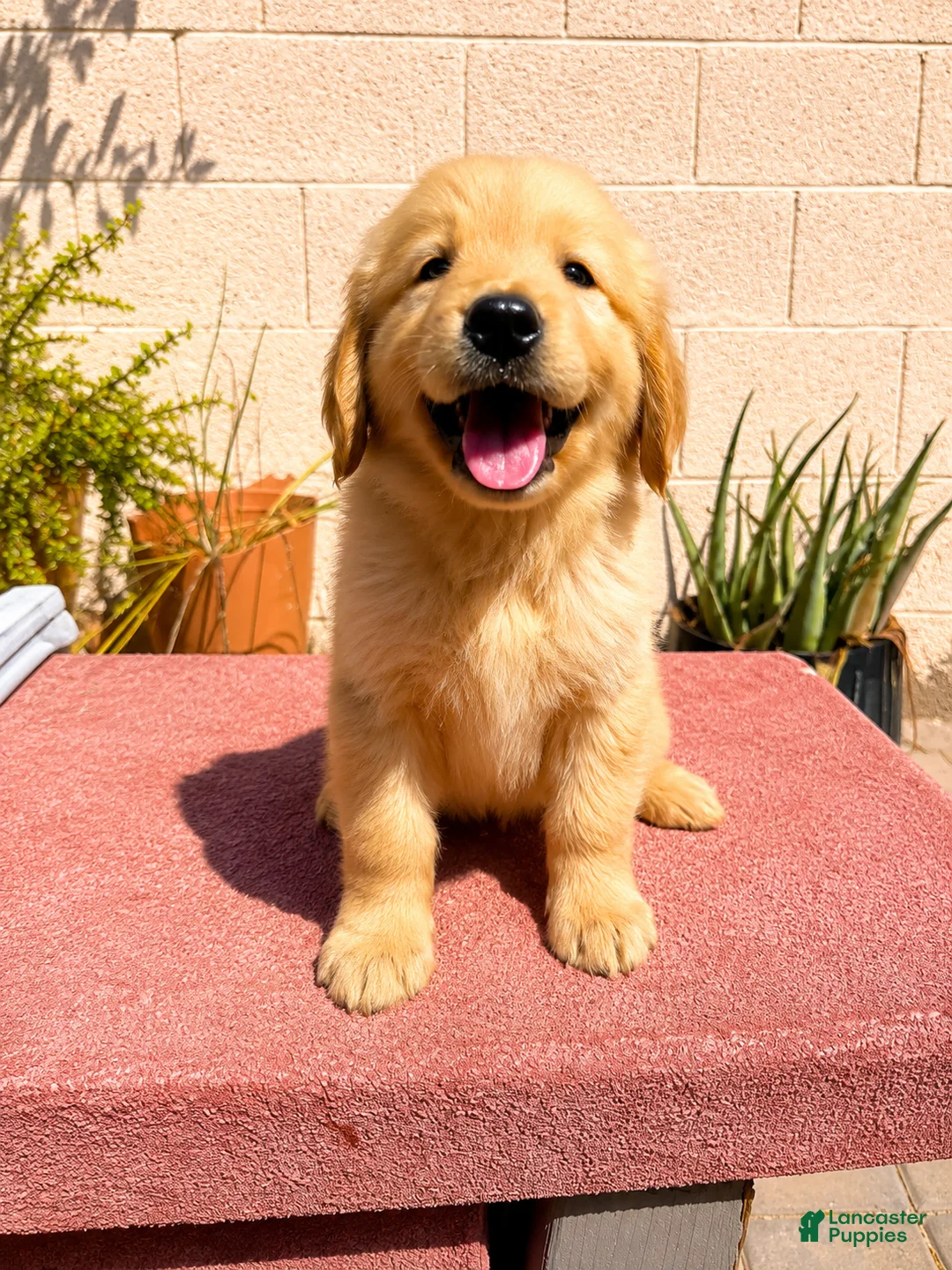 Golden Retriever dogs for sale: Golden Retriever 3 - Ad 1
