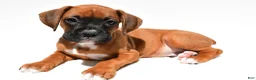 Boxer dogs for sale: Simon - Ad 4
