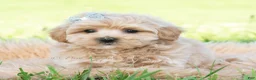 Maltipoo dogs for sale: Cabo - Ad 2