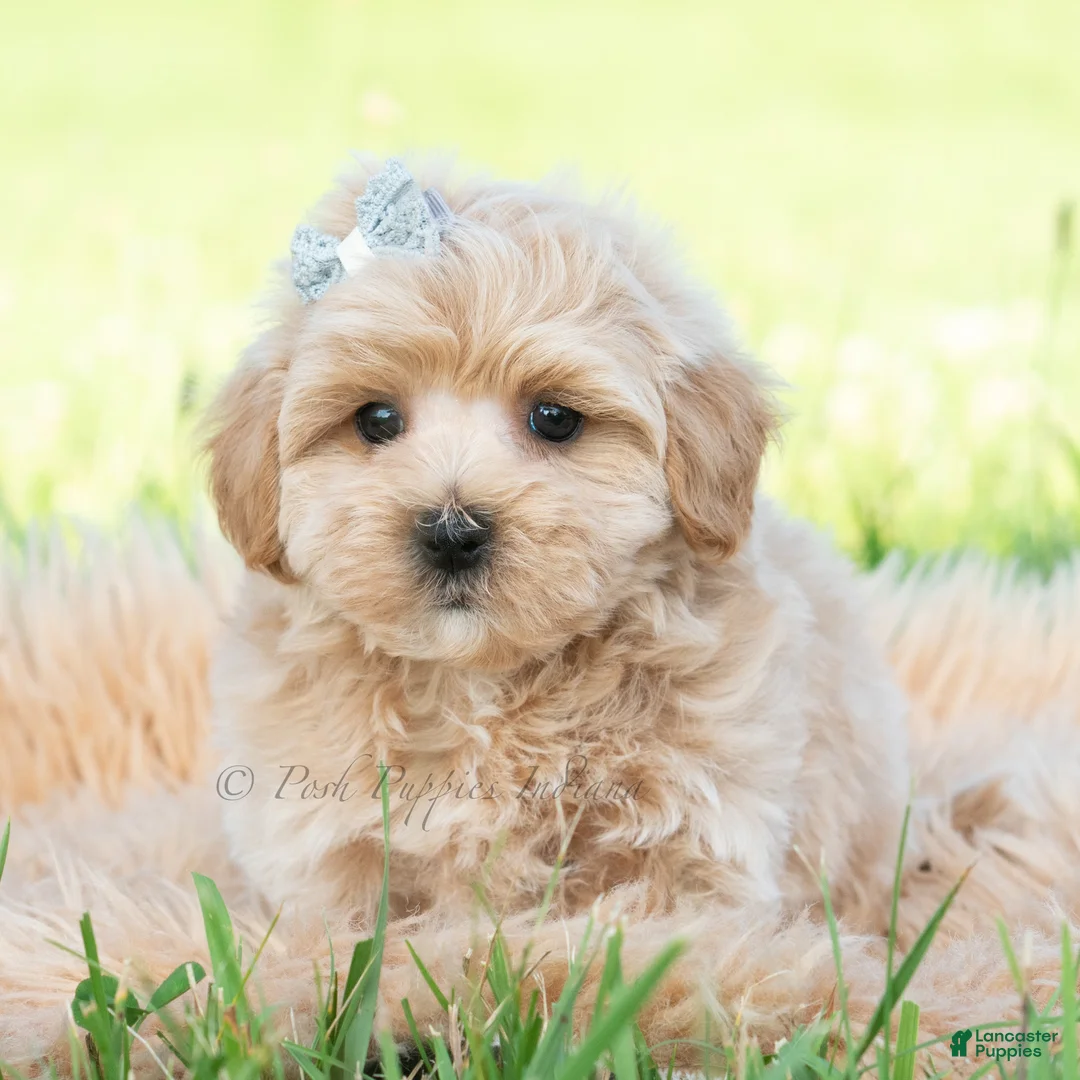 Maltipoo dogs for sale: Cabo - Ad 2
