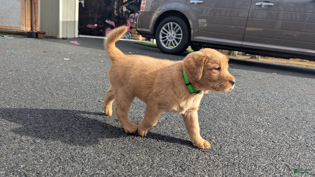 Mixed Breed dogs for sale: Charlie - Ad 2